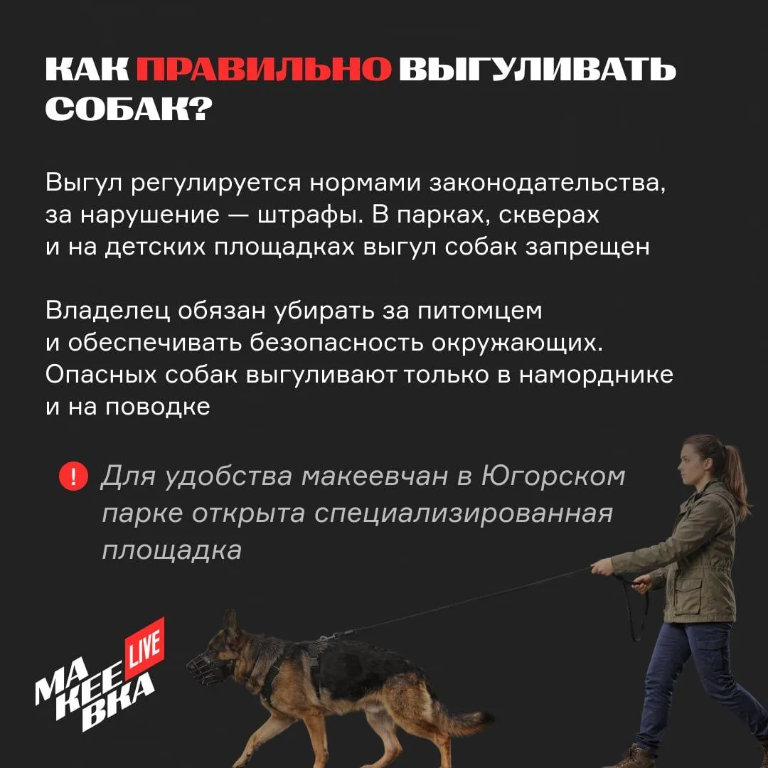 🐩 Чистый город начинается с владельцев собак