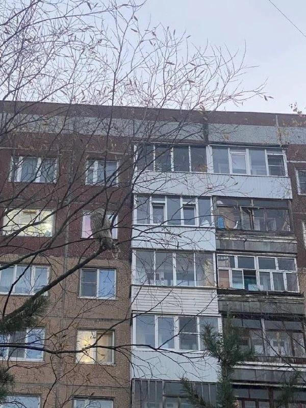 На Московском увидели сову.