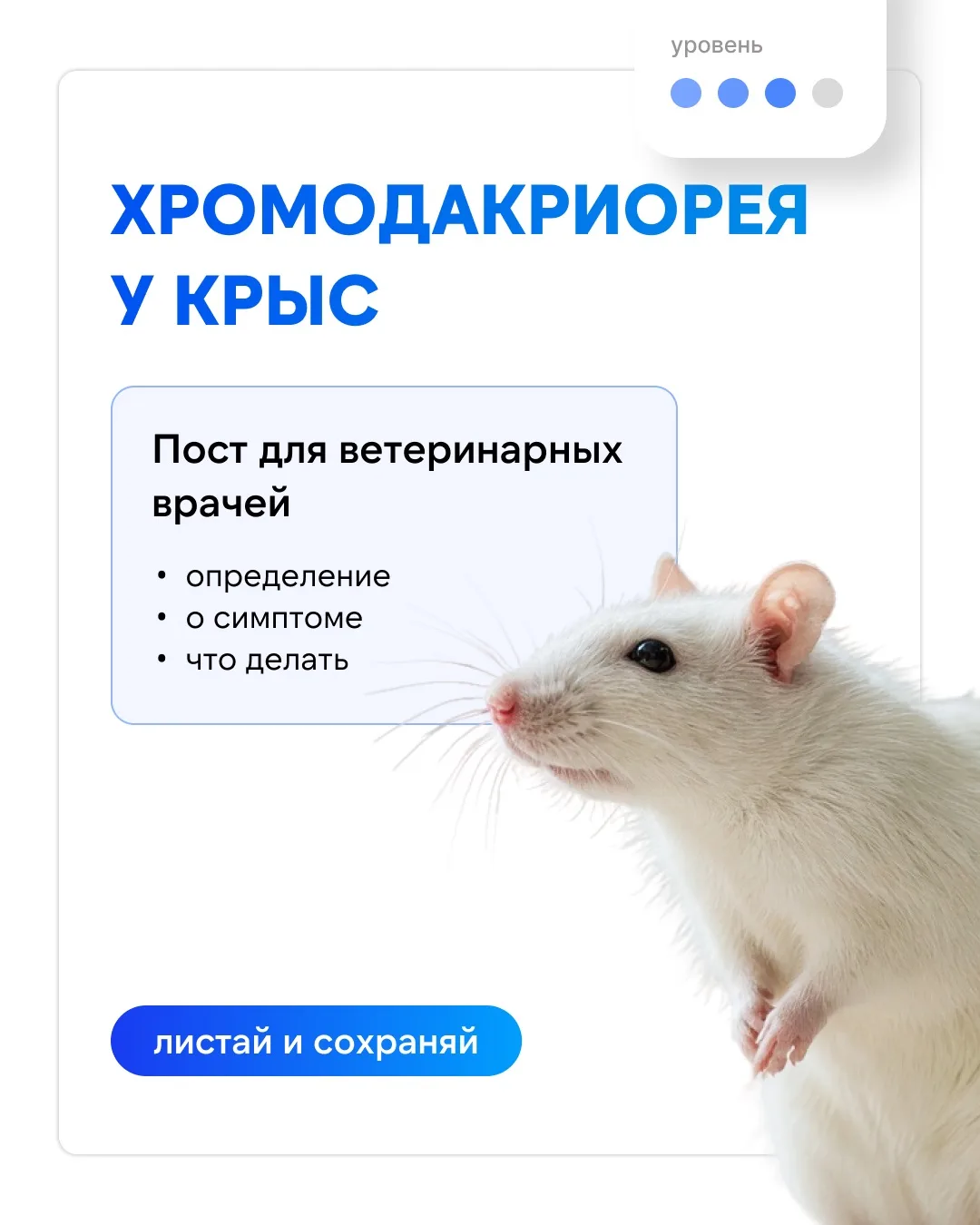 🎓 Хромодакриорея у крыс: что это такое, почему это не «кровь из глаз и носа» и когда с...