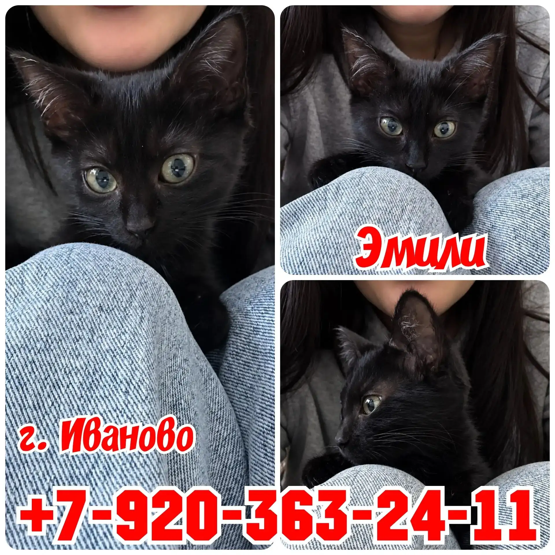 Э́мили ищет свой дом и человека, который её полюбит! 🖤