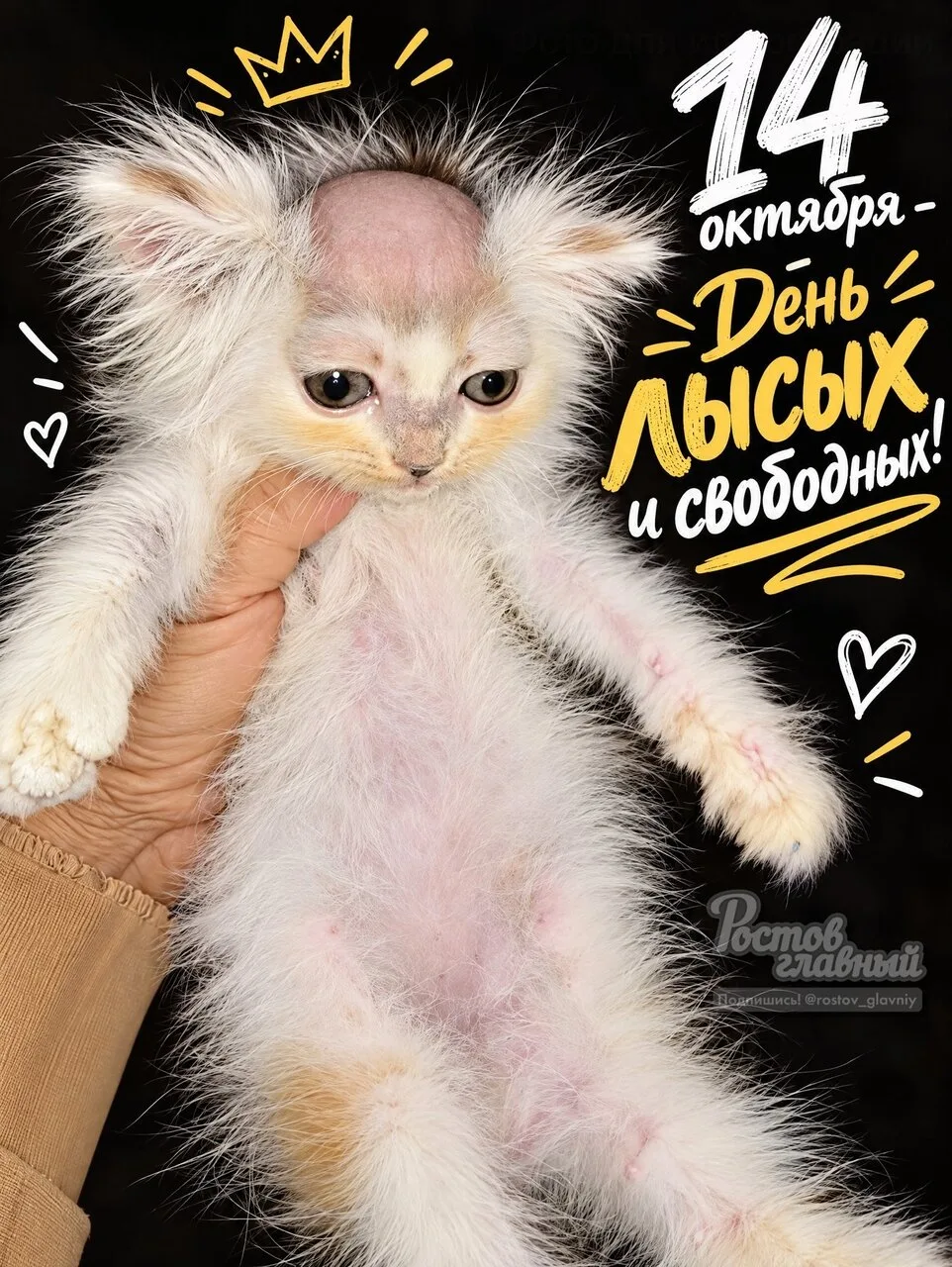 🥚 14 октября отмечают День лысых и свободных.