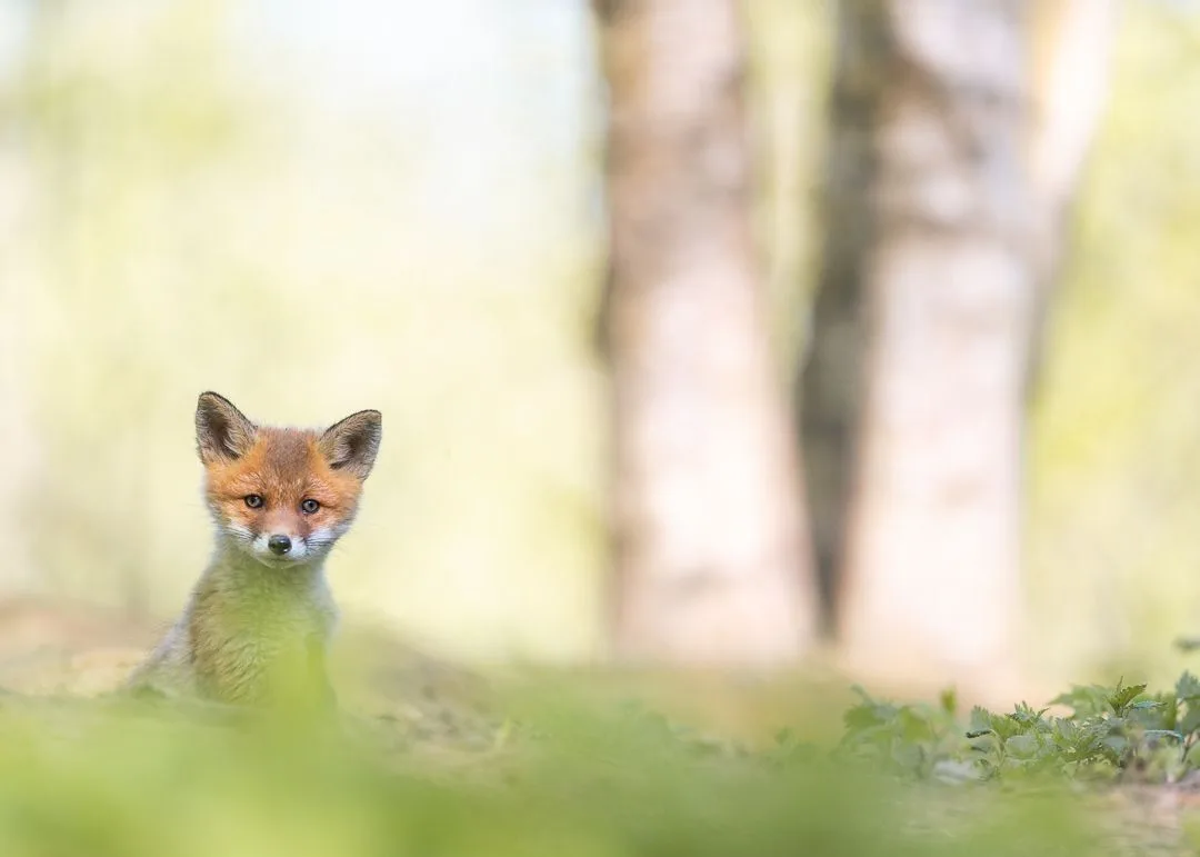 🦊 Все малыши хорошенькие, но любоваться лисятами — это отдельный вид удовольствия!