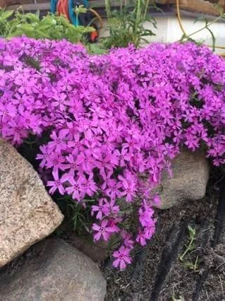 Флокс шиловидный 🌸