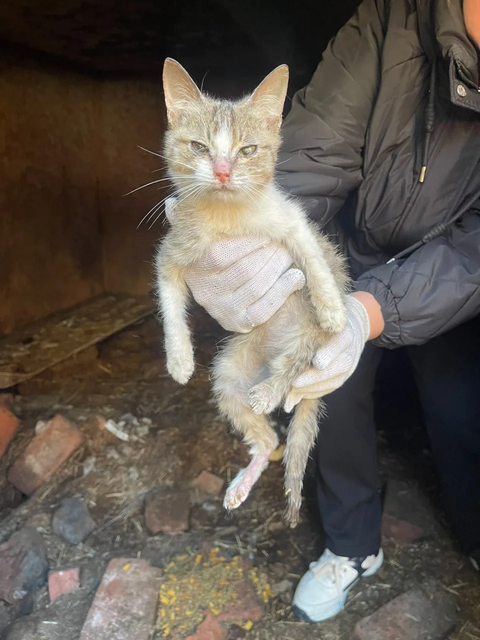 😿Почти 80 кошек и собак в Камско-Устьинском районе оказались в беспомощном состоянии.