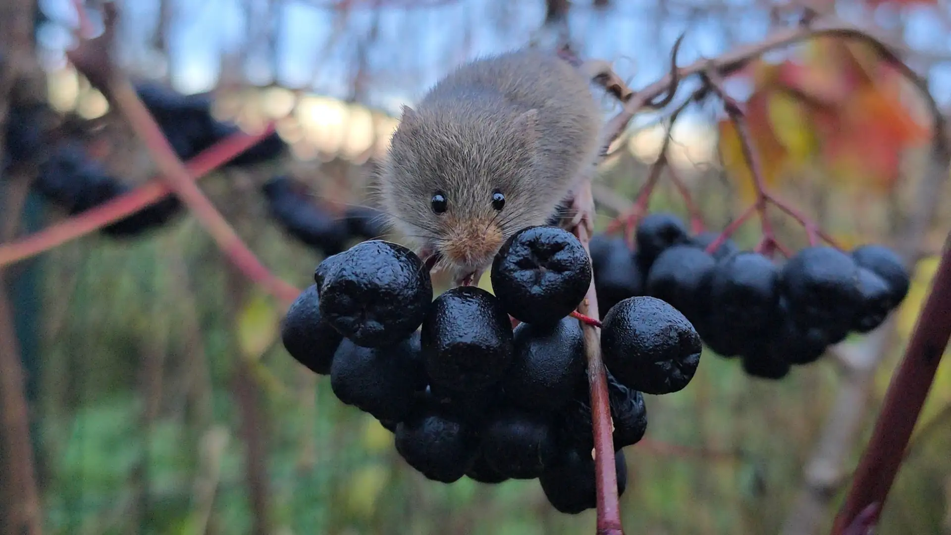 Мышка-малютка ☺️