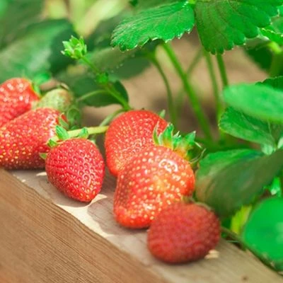 🍓Клубника Альбион                                                                     ...