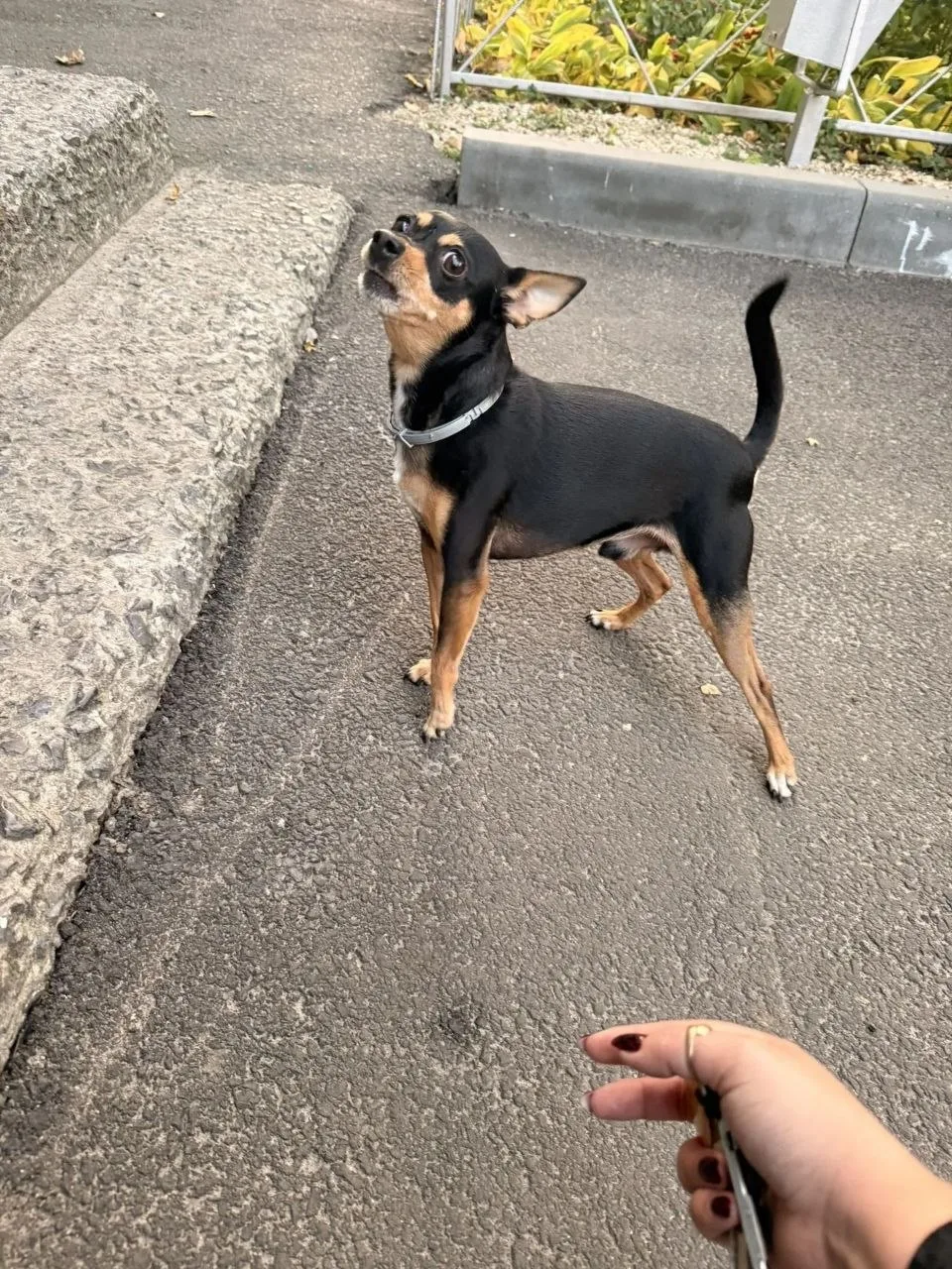 Замечена собака! Чья потеряшка? 🐕