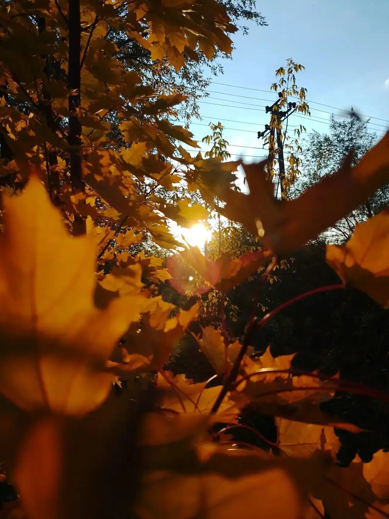 Золотая осень в Балаково!🍁🍂