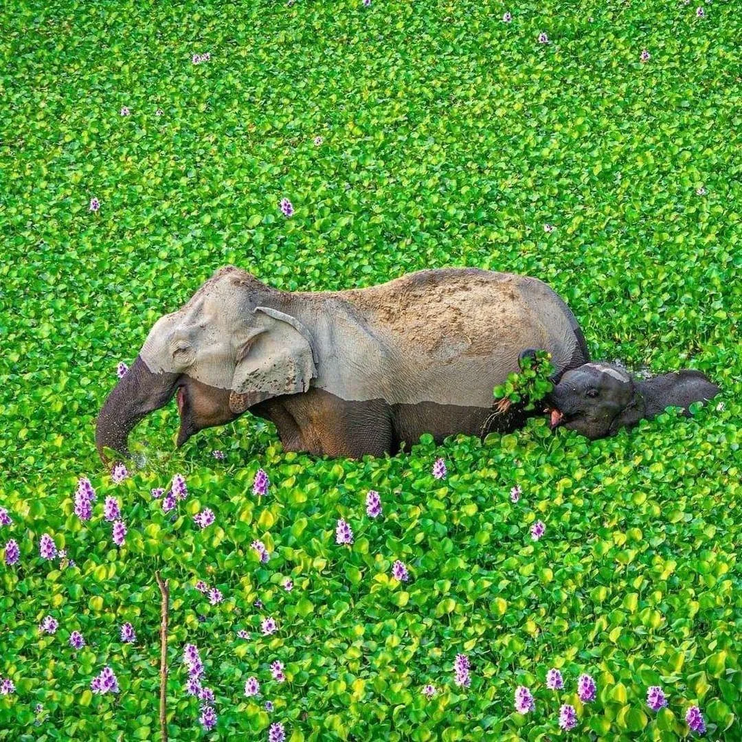 Слоники радуются жизни в индийском национальном парке Казиранга 🐘