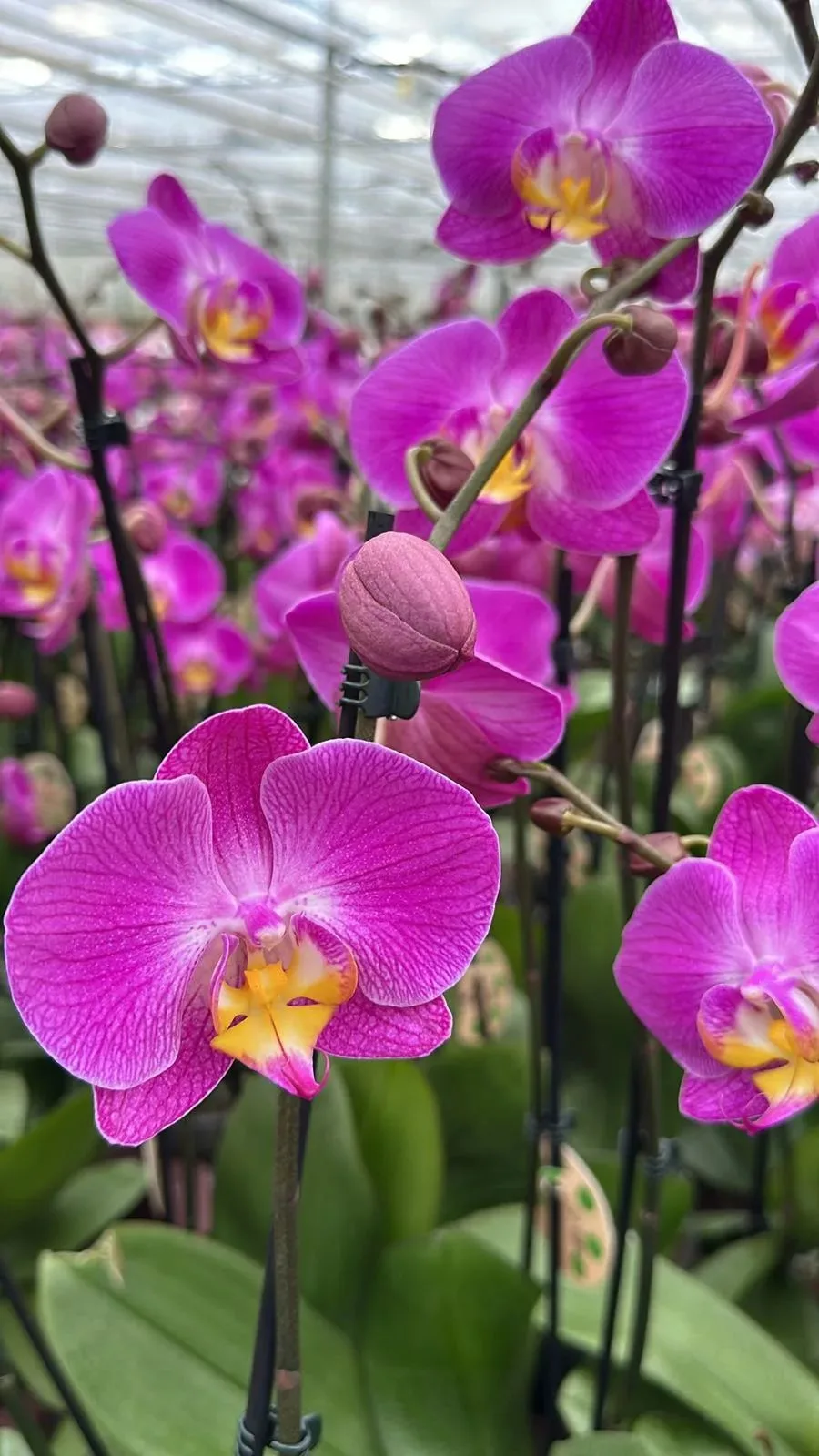 🌸 Предзаказ Голландия 🌸
