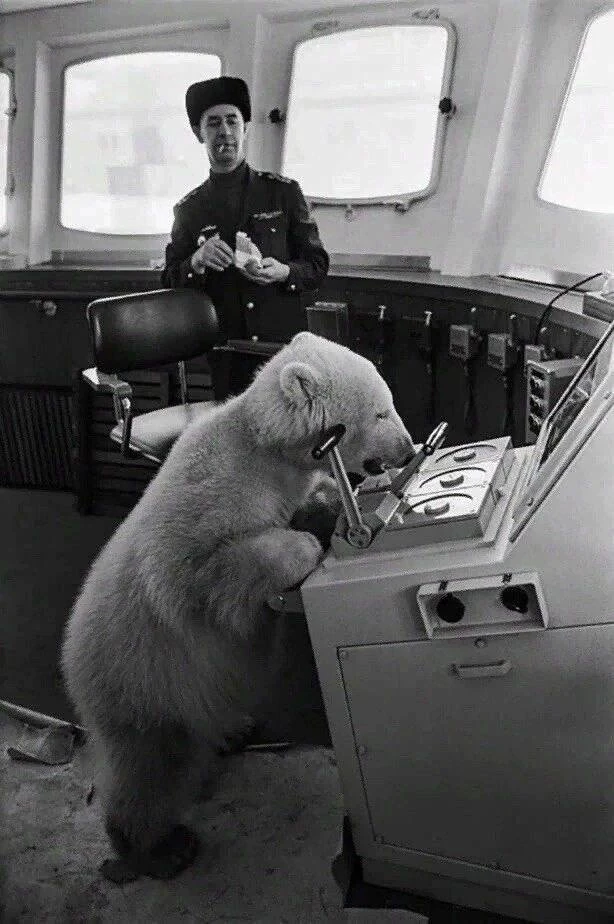 🐻‍❄️ Миша — белый медвежонок, который стал членом экипажа «Ленина»