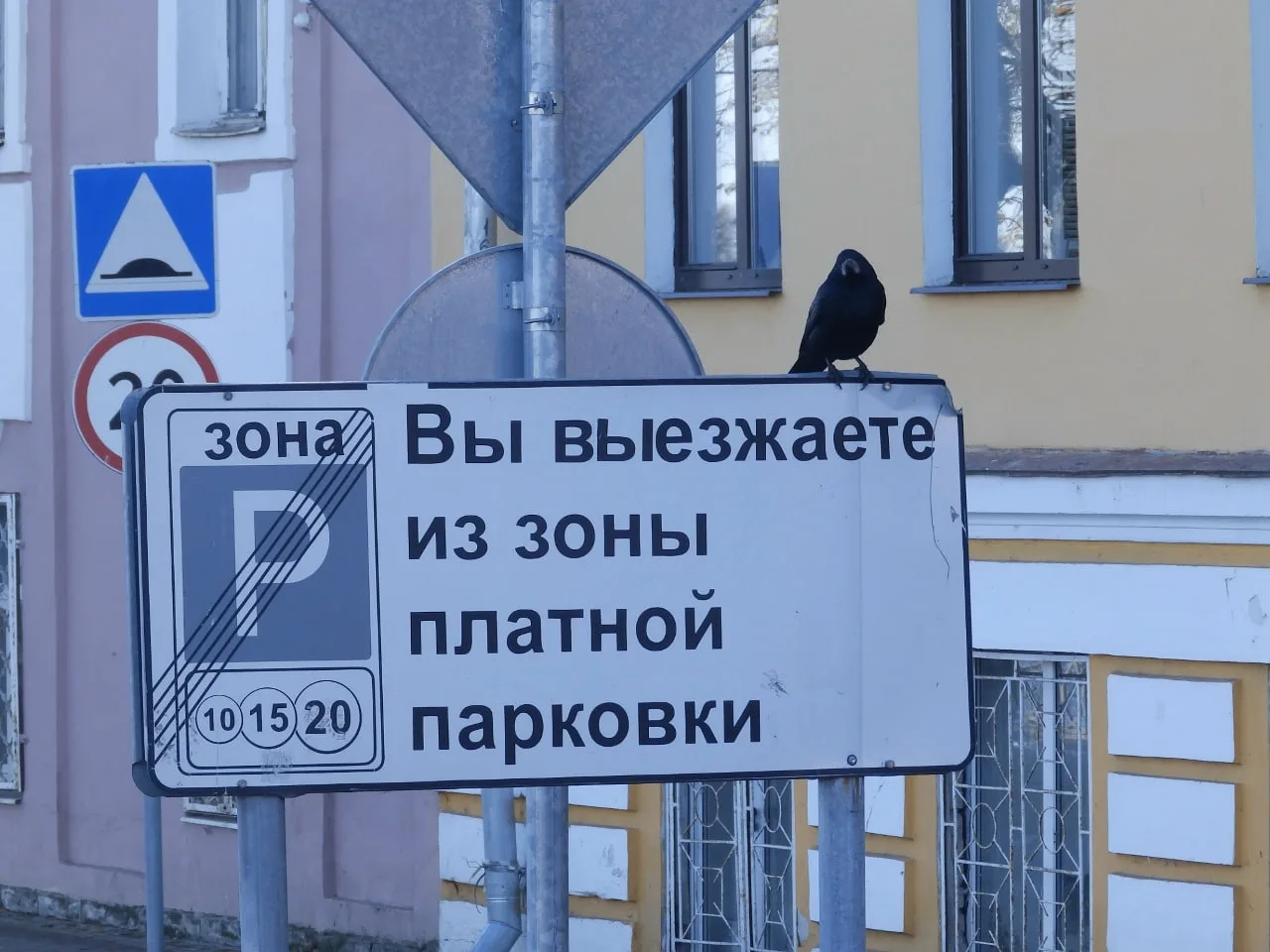 🪶 Пернатый соглядатай