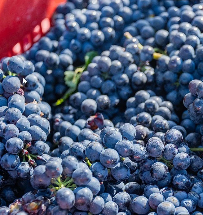 🍇 В Севастополе собрали более 18 тысяч тонн винограда