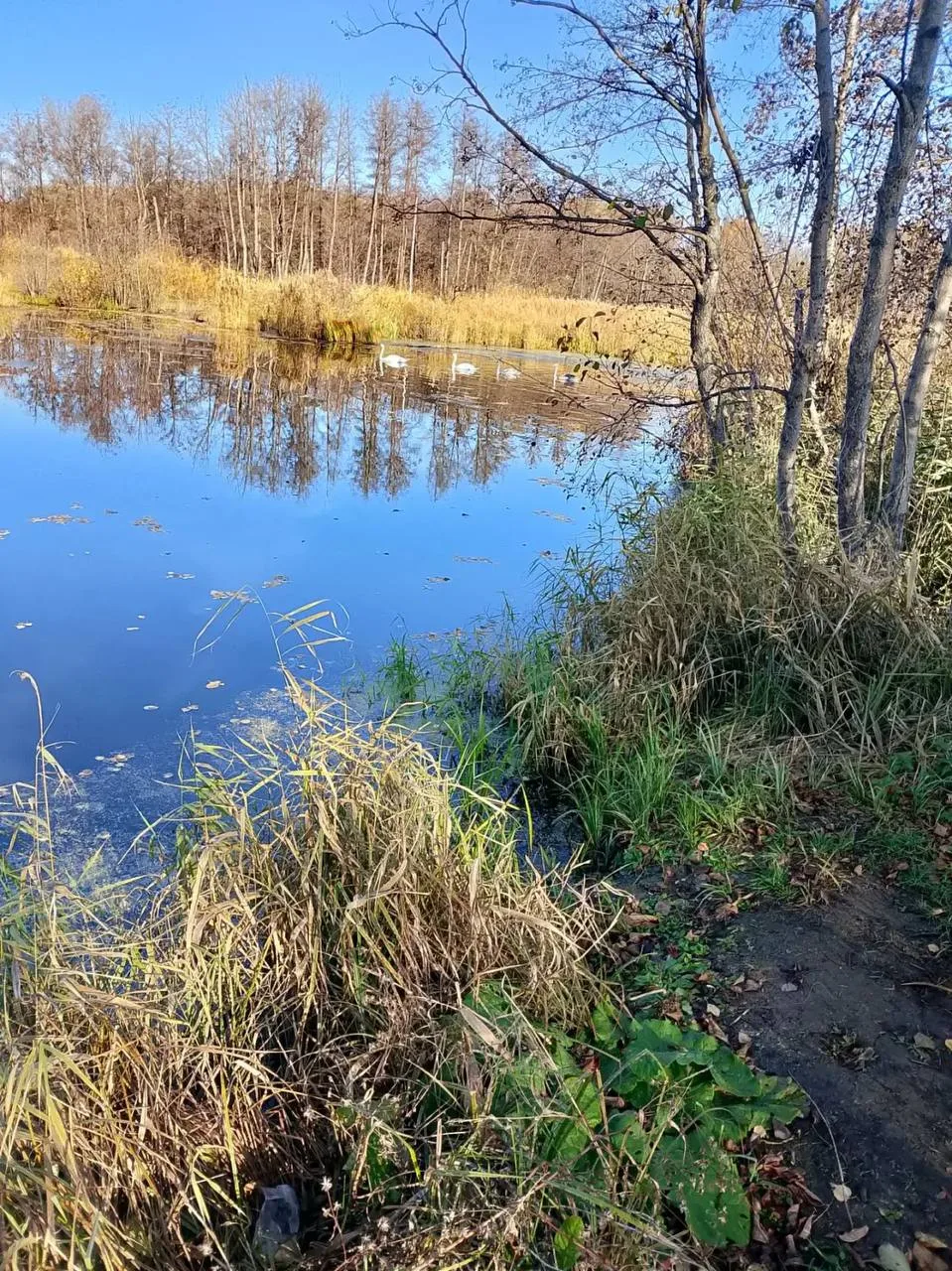 🦢 Семейство лебедей
