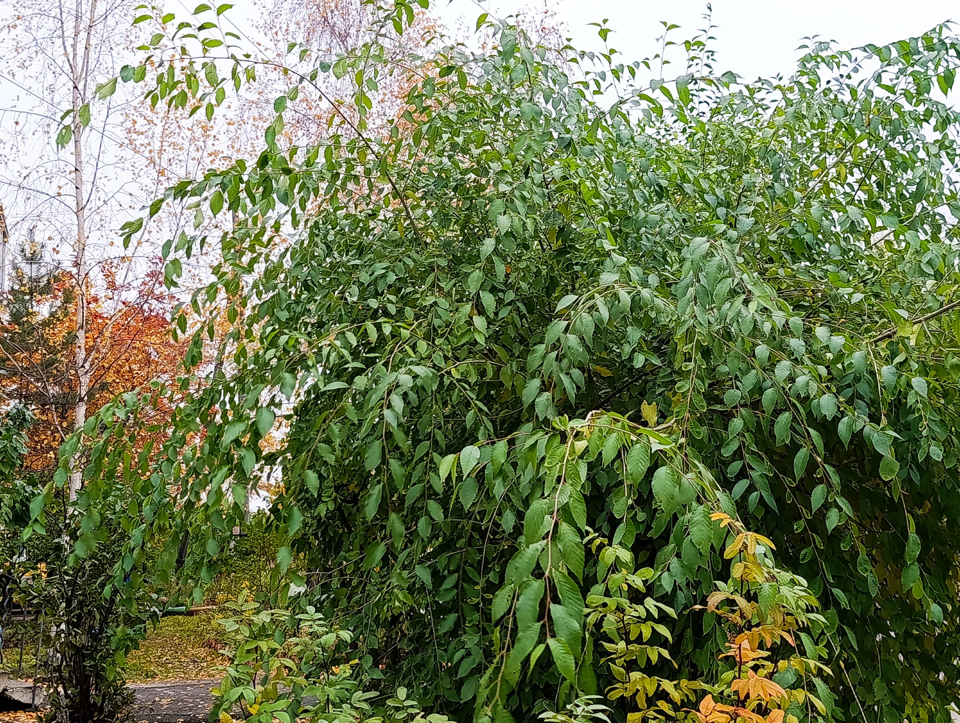 🍂 Народный календарь: Покров день