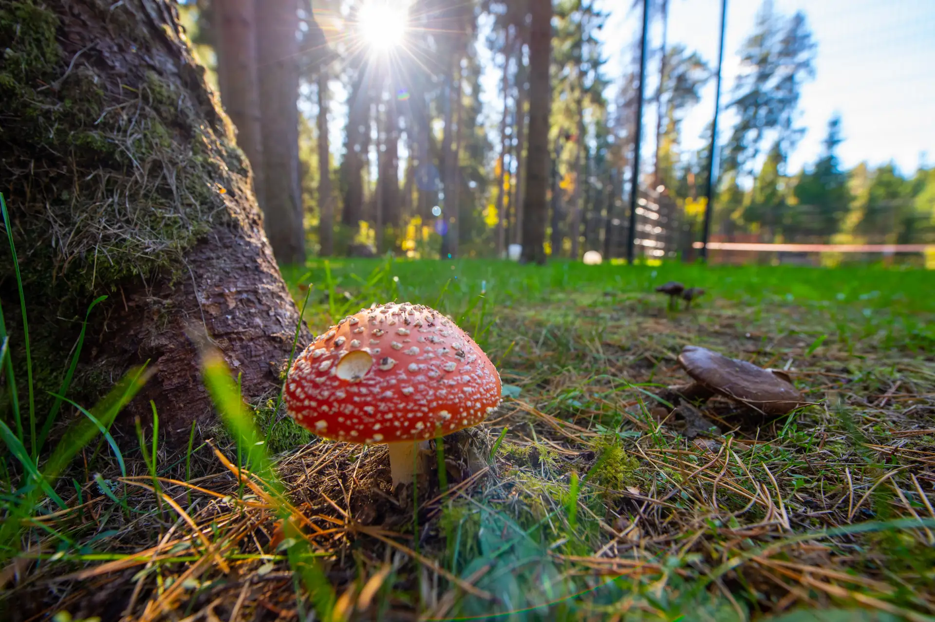Утро в парке встречает нас прохладой и мягким светом✨