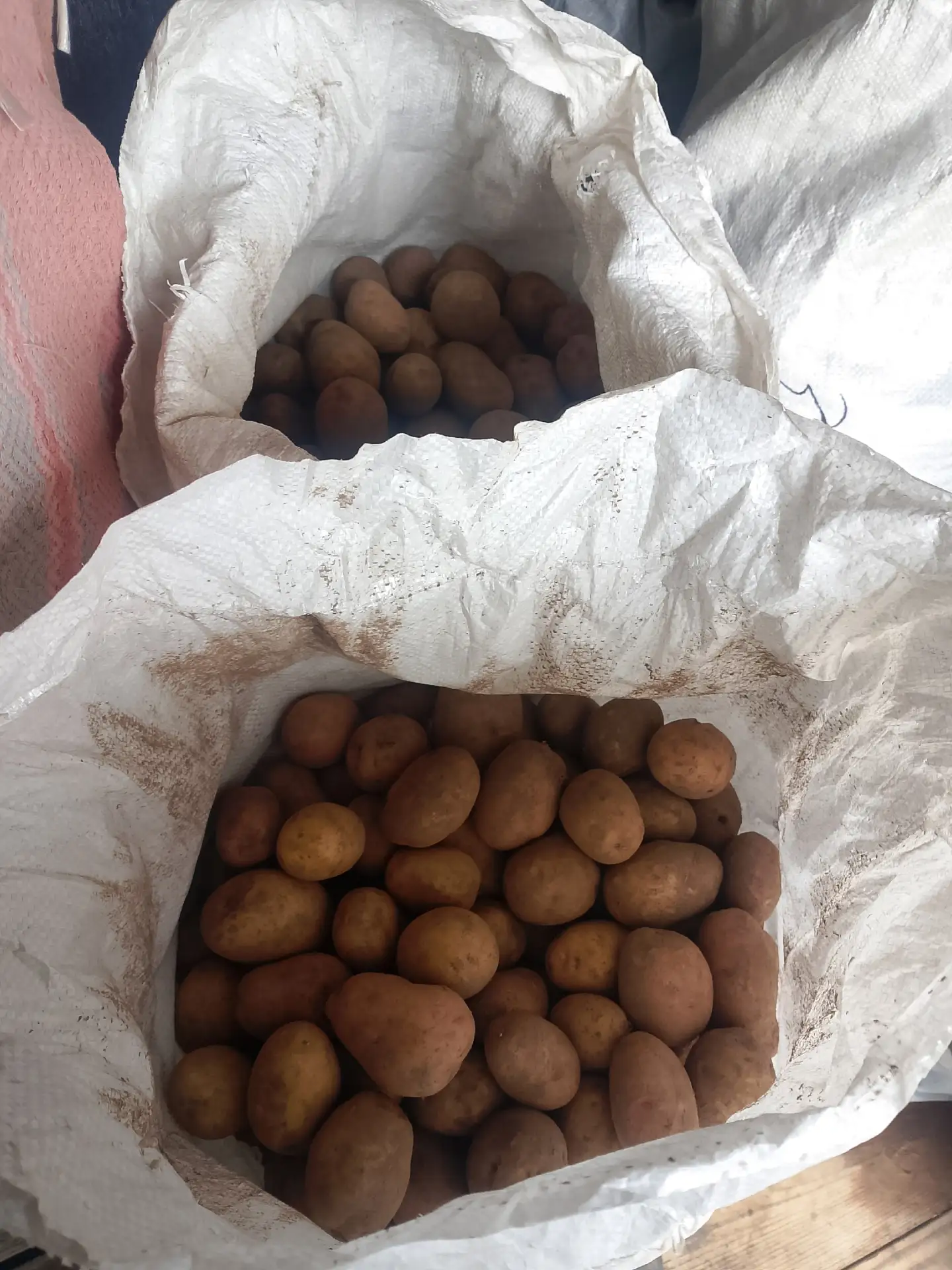 Продам излишки домашнего картофеля 55 ₽/кг. Мешки по 33-37 кг