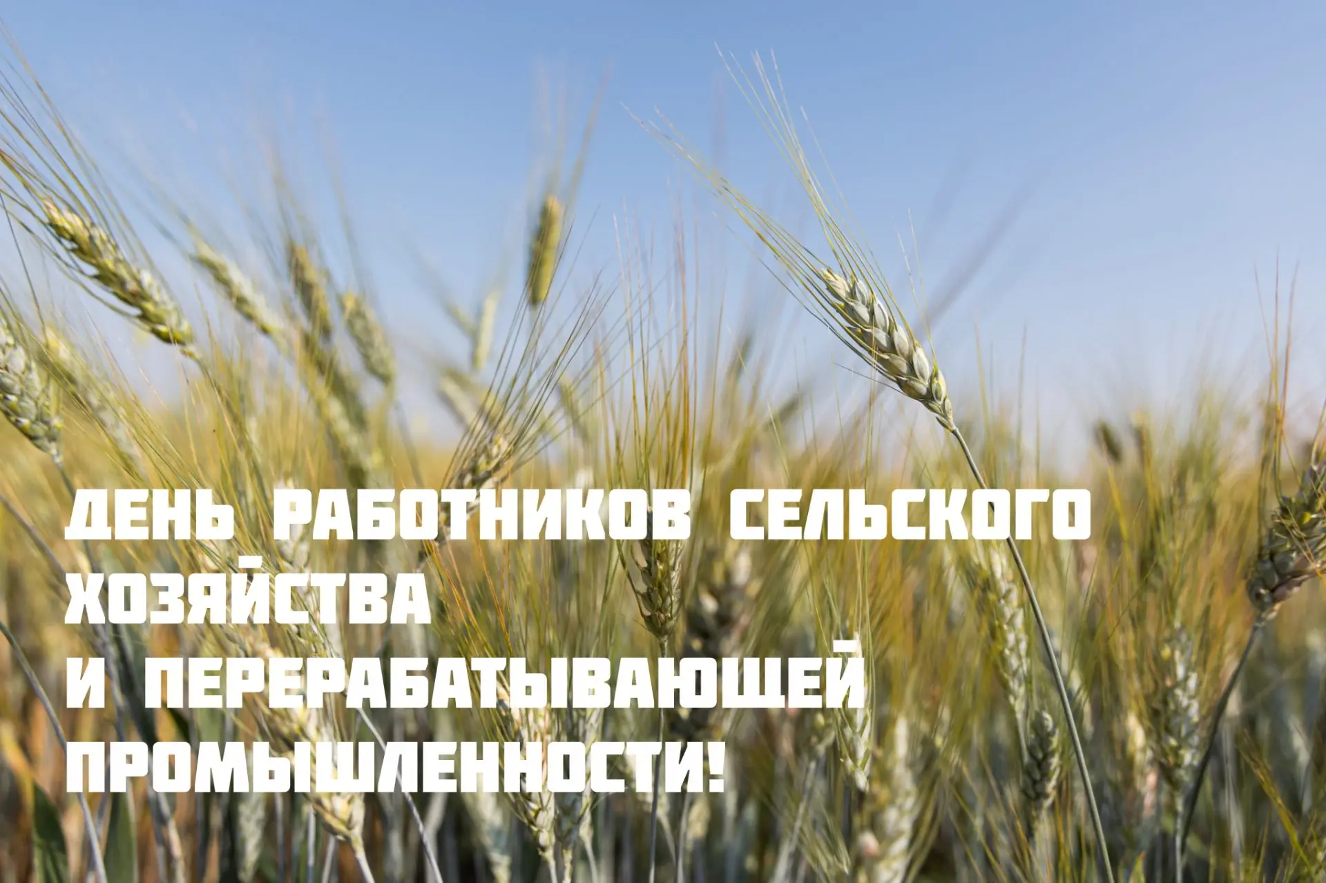 Сегодня День работников сельского хозяйства и перерабатывающей промышленности.