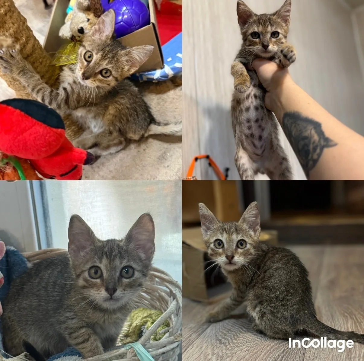🐱 Ищем ответственную семью для спасённого котёнка! 🐈