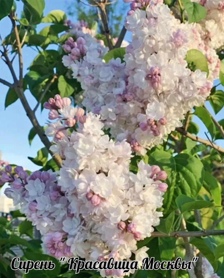 🌸☀️ Добрый день, дорогие садоводы и романтики 🌸🤗!