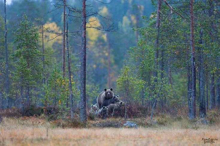 Внимание! Сейчас в лес ходить опасно!