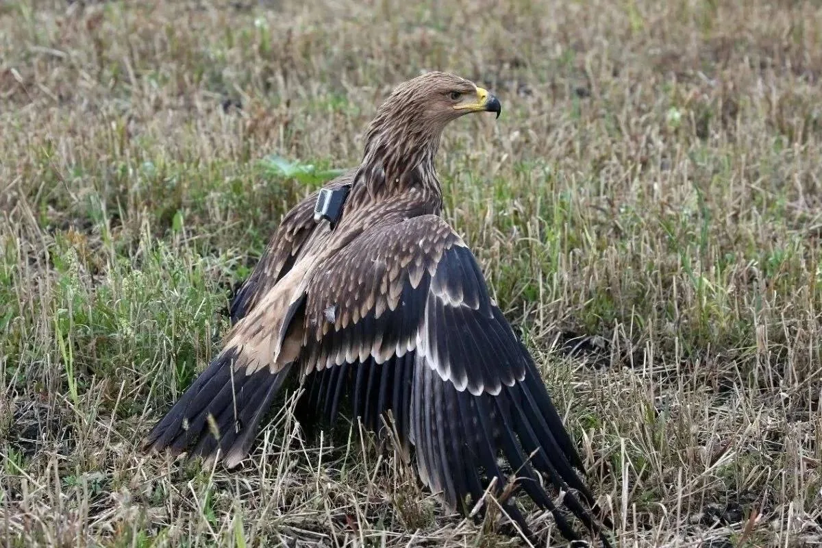 😢Краснокнижный орел погиб от удара током в Самарской области