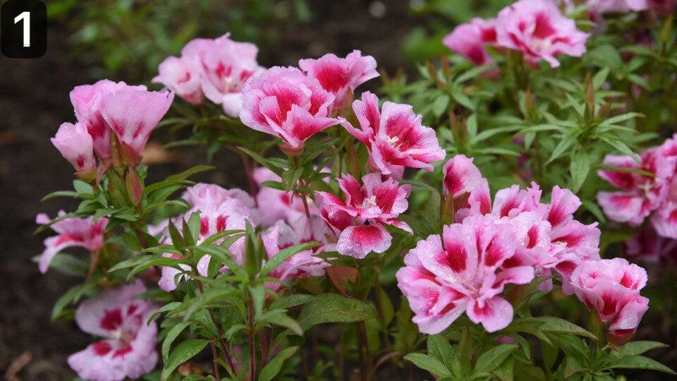 Необычный цветник: 6 ярких растений для выращивания в саду без рассады 💐