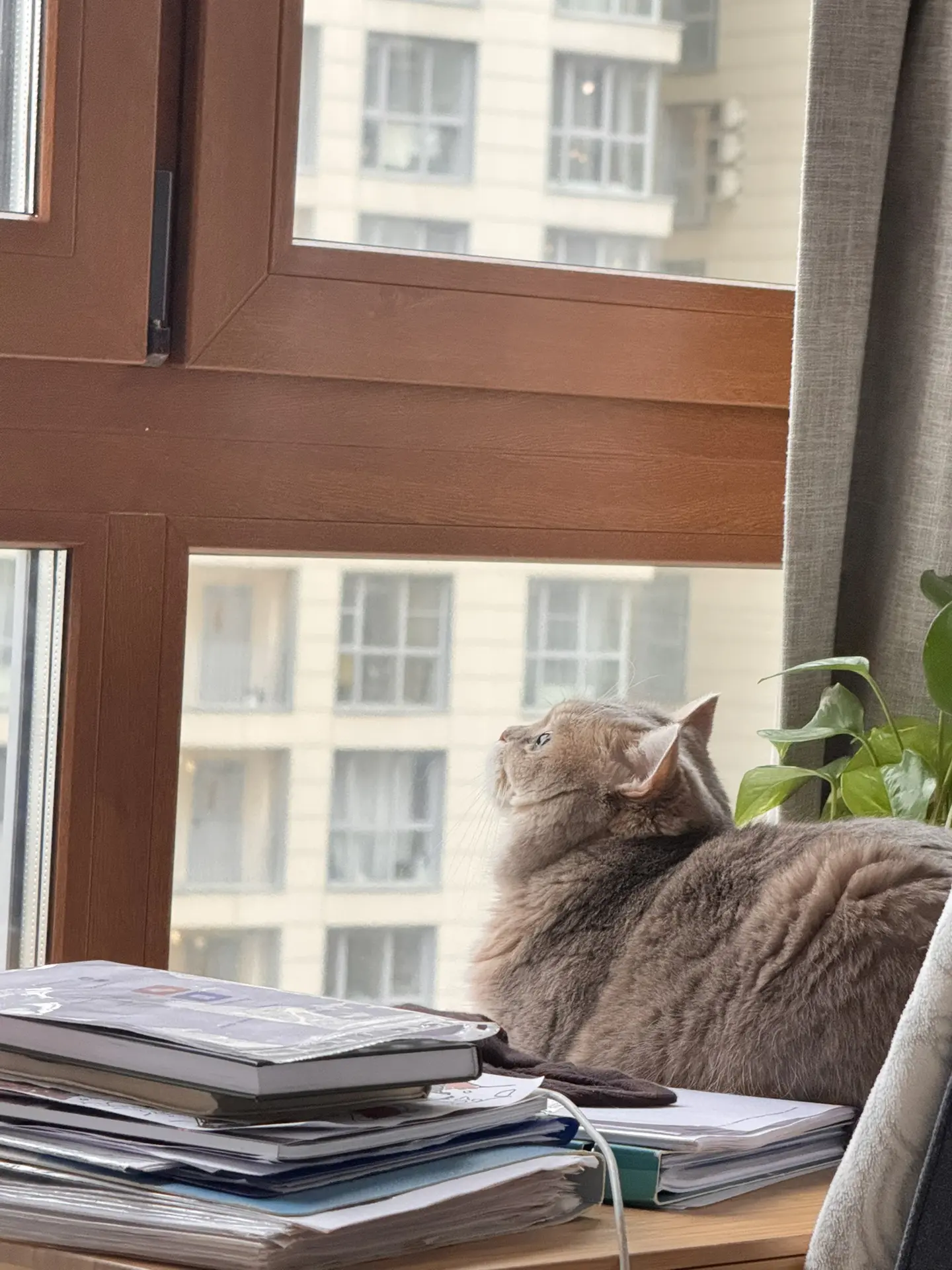 Если кошка полежала на учебниках, это точно к хорошо сданной сессии.