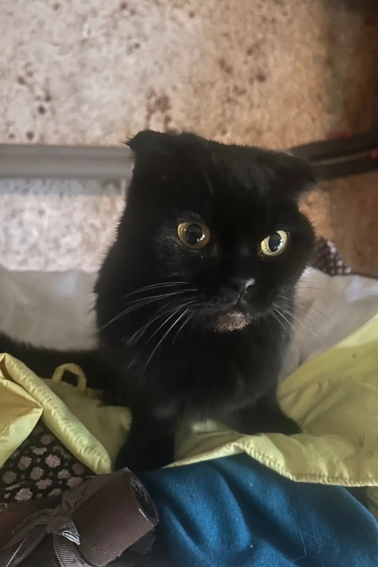Просто крик души!!!!! Домашняя кошка, которая постарела ( возраст не знаю, но больше 10...
