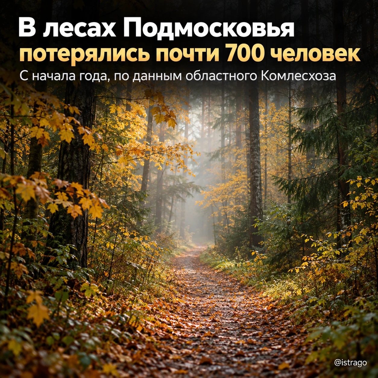 🌲 В лесах Подмосковья с начала года потерялись почти 700 человек