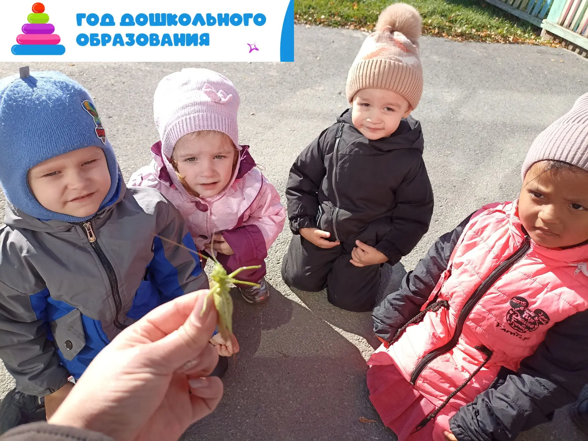 Осеннее наблюдение за насекомыми