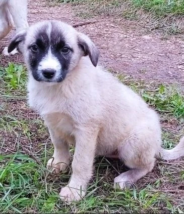 Щенуля срочно ищет любящих хозяев! 🆘