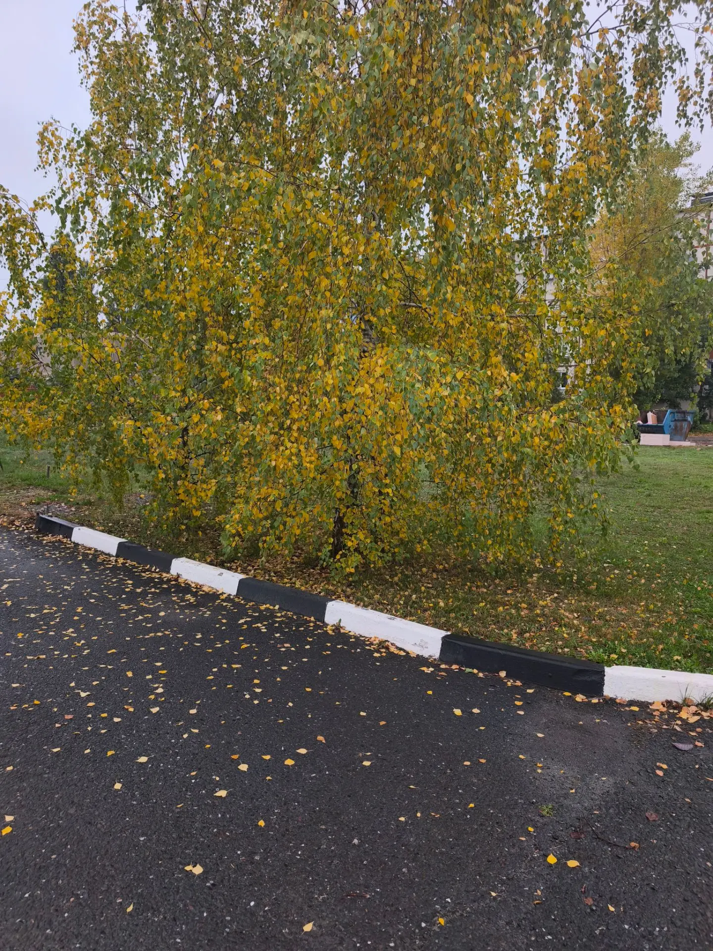 🍂 Золотая осень в Посёлке Северный! 🍂