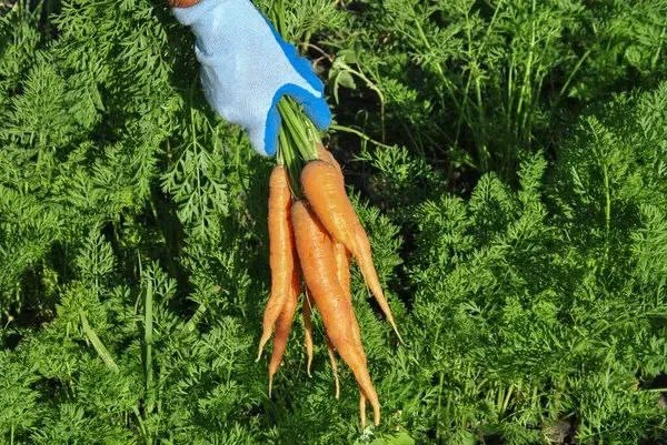 Раствор марганцовки для моркови