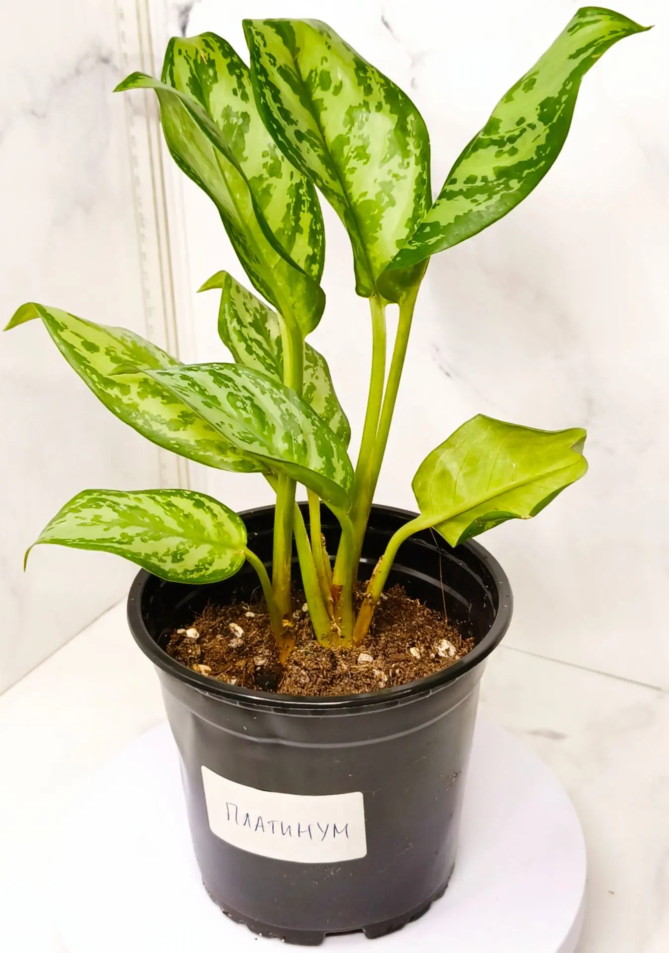 Аглаонема Платинум (Aglaonema Platinum)- 2150₽.