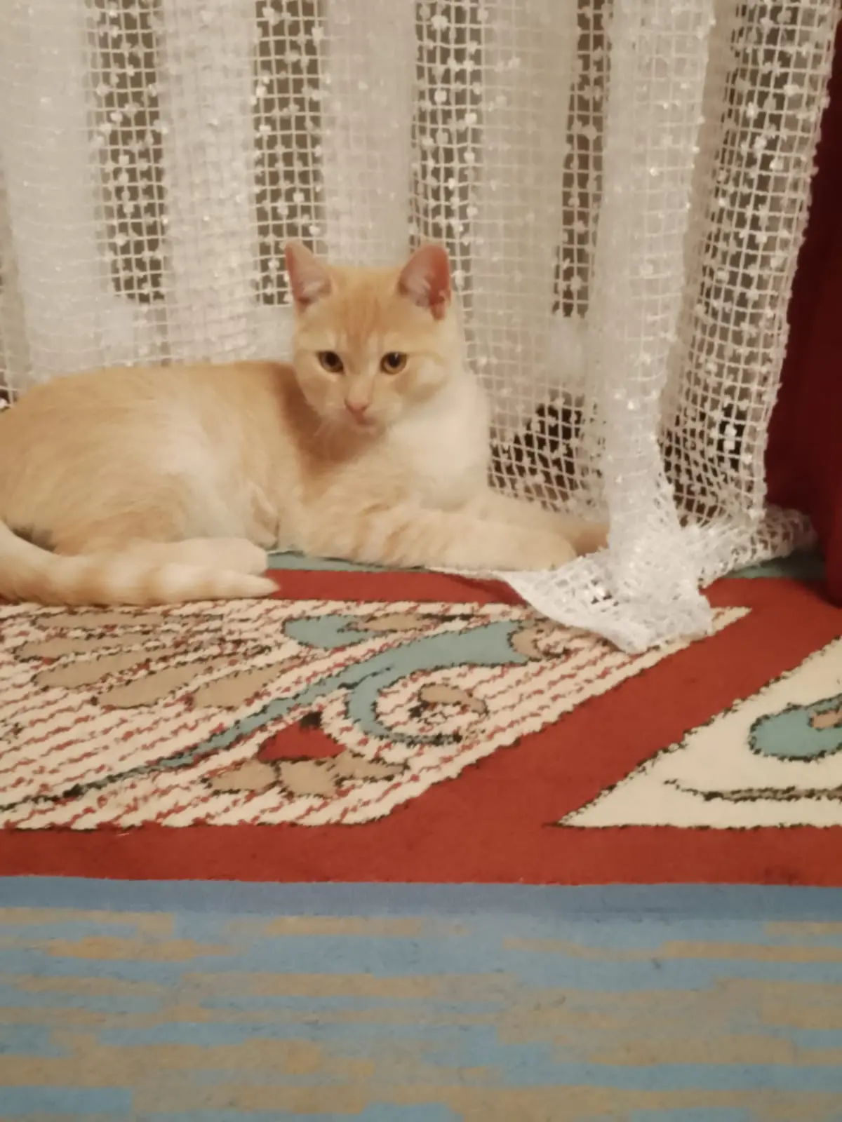 🐾 Чудесный малыш ищет дом и свою семью! ❤️