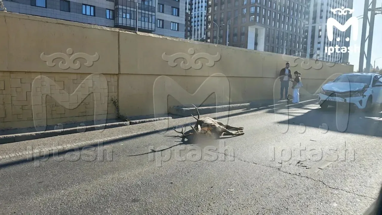 Оленя сбил водитель легковушки на Амирхана.