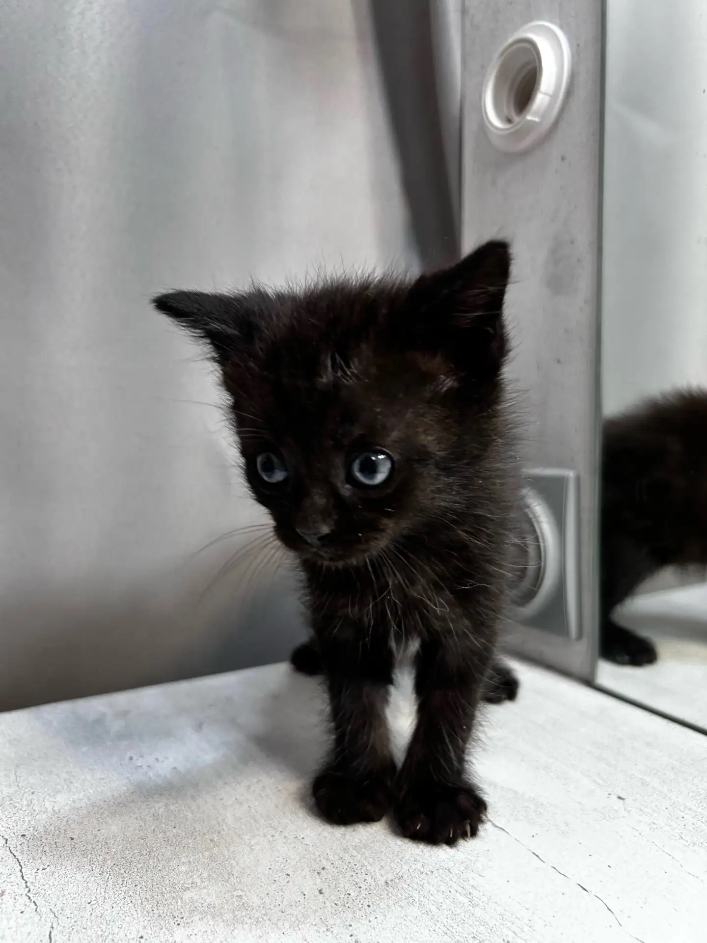 Ищем добрые руки для  троих котят(все коты)🐾