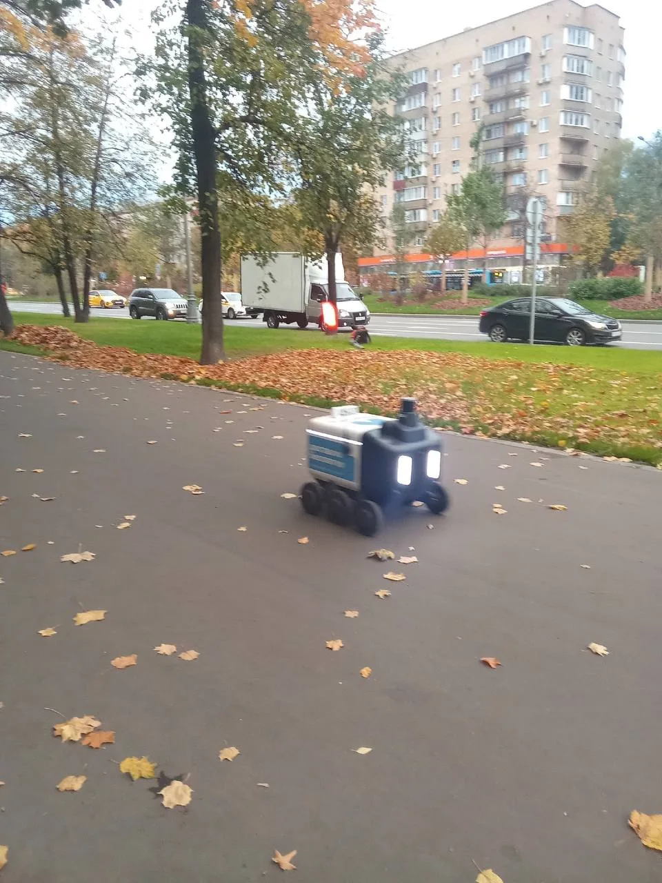 Часто встречаете этих малышей на улице?