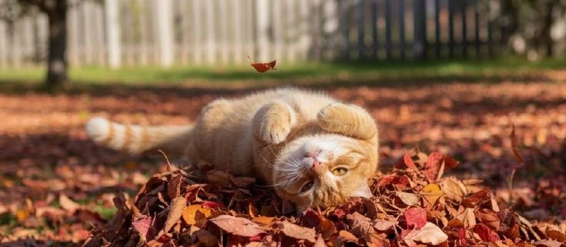 🍂 Тихий осенний старт