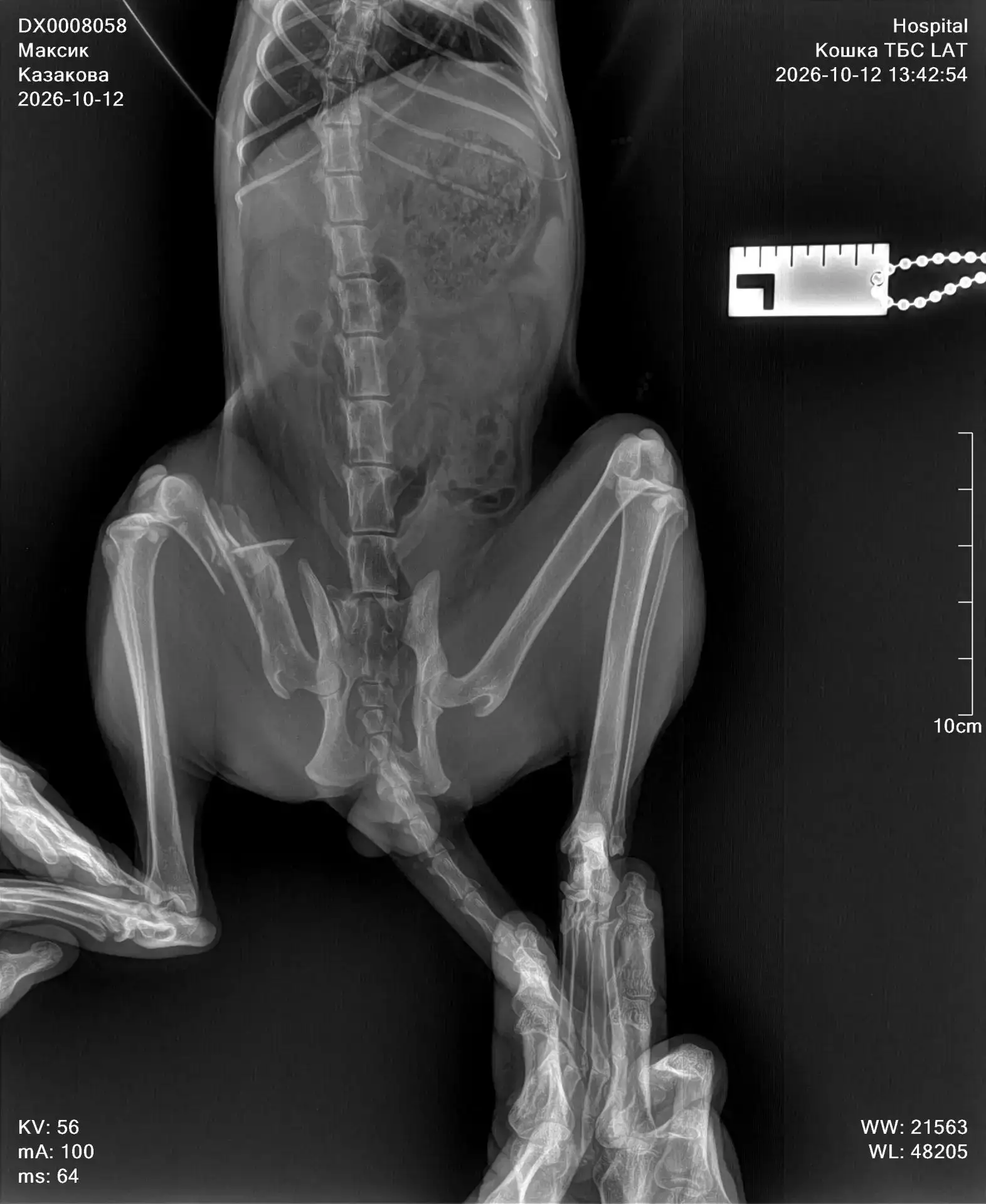 🏥👨‍⚕️💉Остеосинтез бедренной кости 🐈🐾— это хирургическая операция, при которой кост...