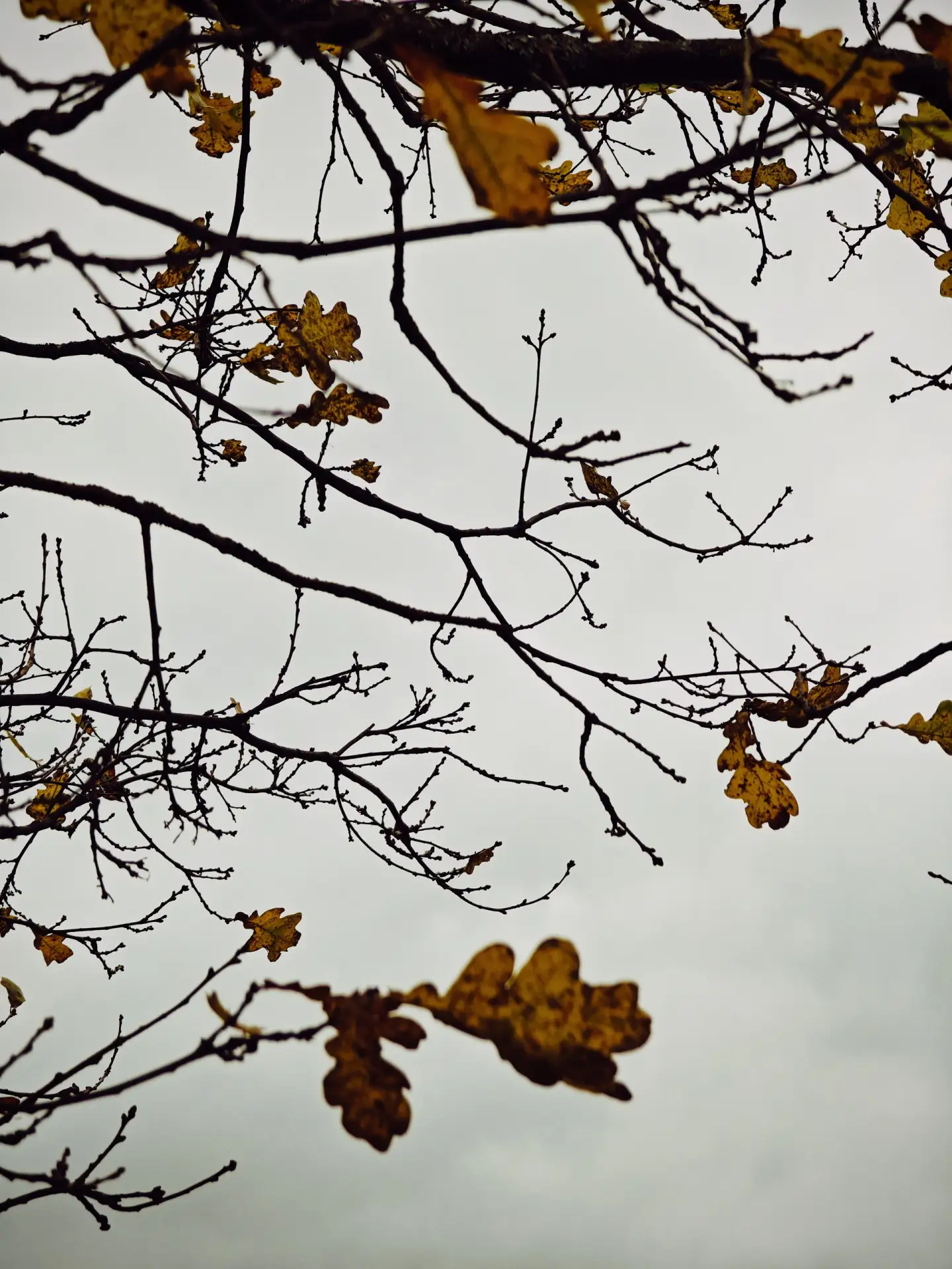 🌧 В понедельник, 12 октября, в Ивановской области будет облачно. Ночью местами пройдет...