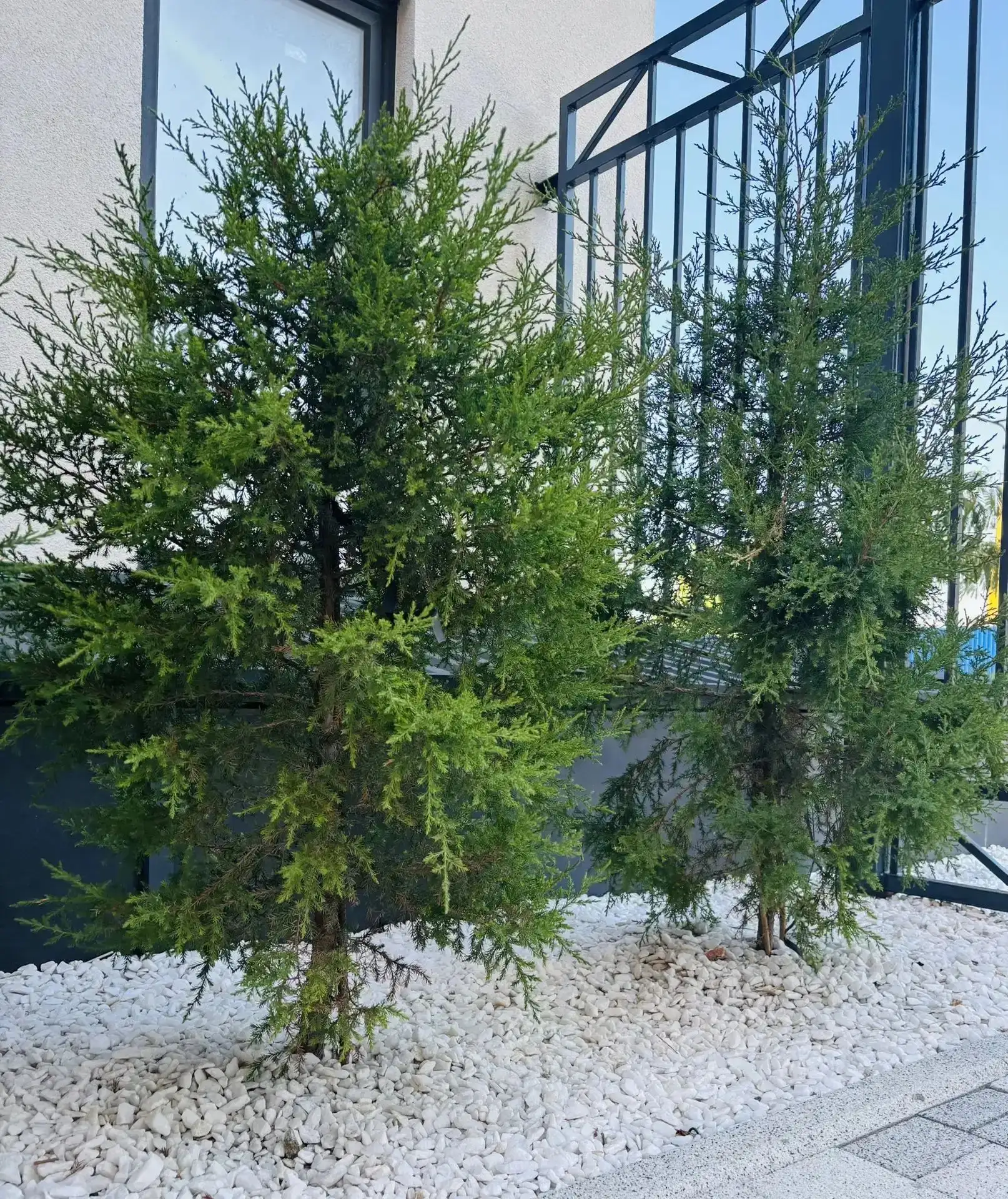 🌲 НАШ ЗЕЛЁНЫЙ ГОСТЬ