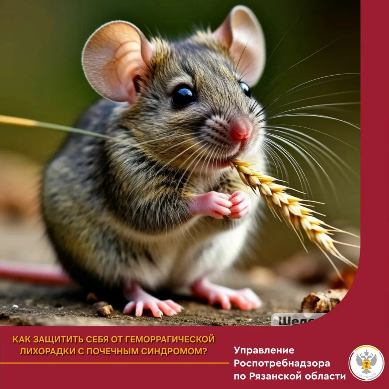 🦠 Геморрагическая лихорадка с почечным синдромом (ГЛПС)