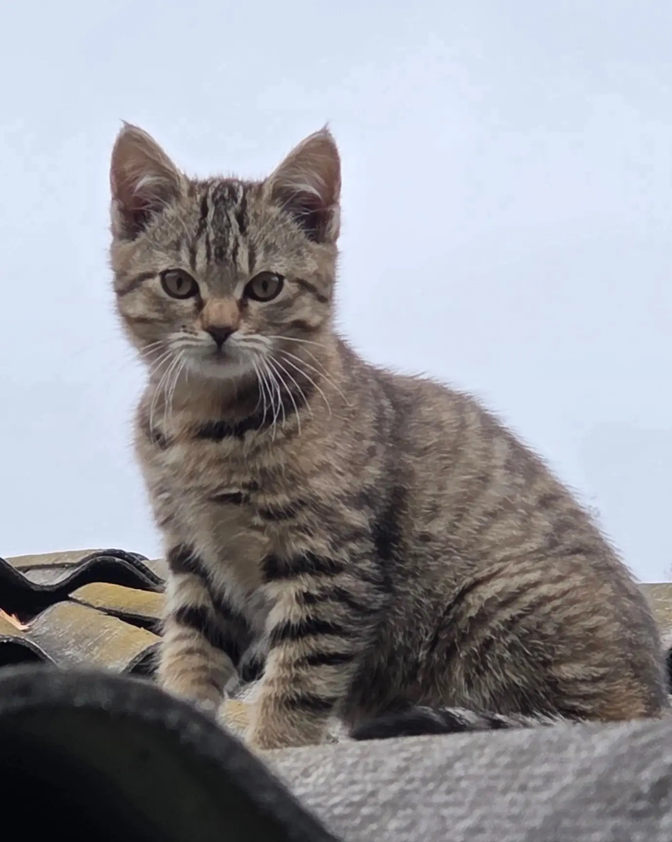 🆘Очень ищут дом котята. Находятся на улице, уже холодно, там их кормят, но на улице вс...