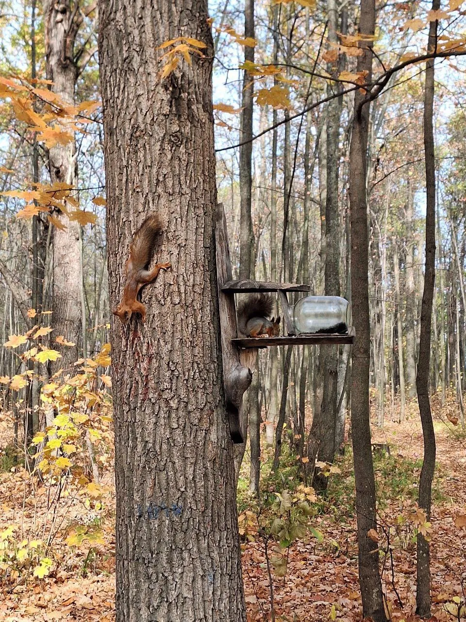 🐿🍂