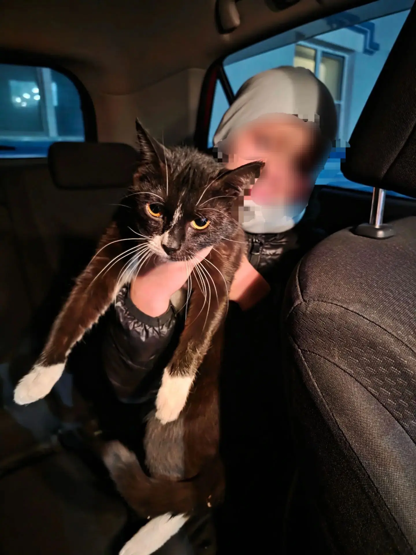 Найдена Кошка❗