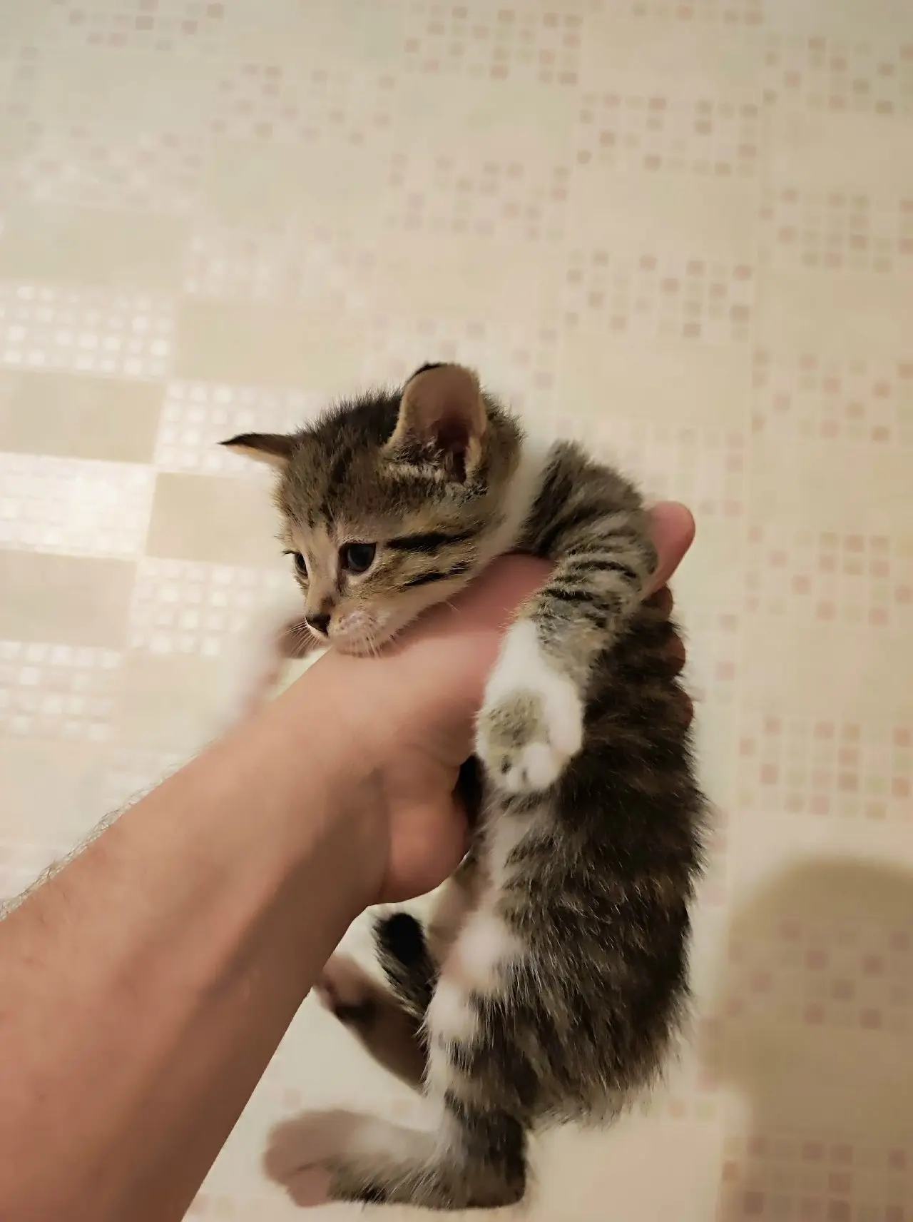 Котенок ищет дом, к лотку приучен, тел.:89081376819