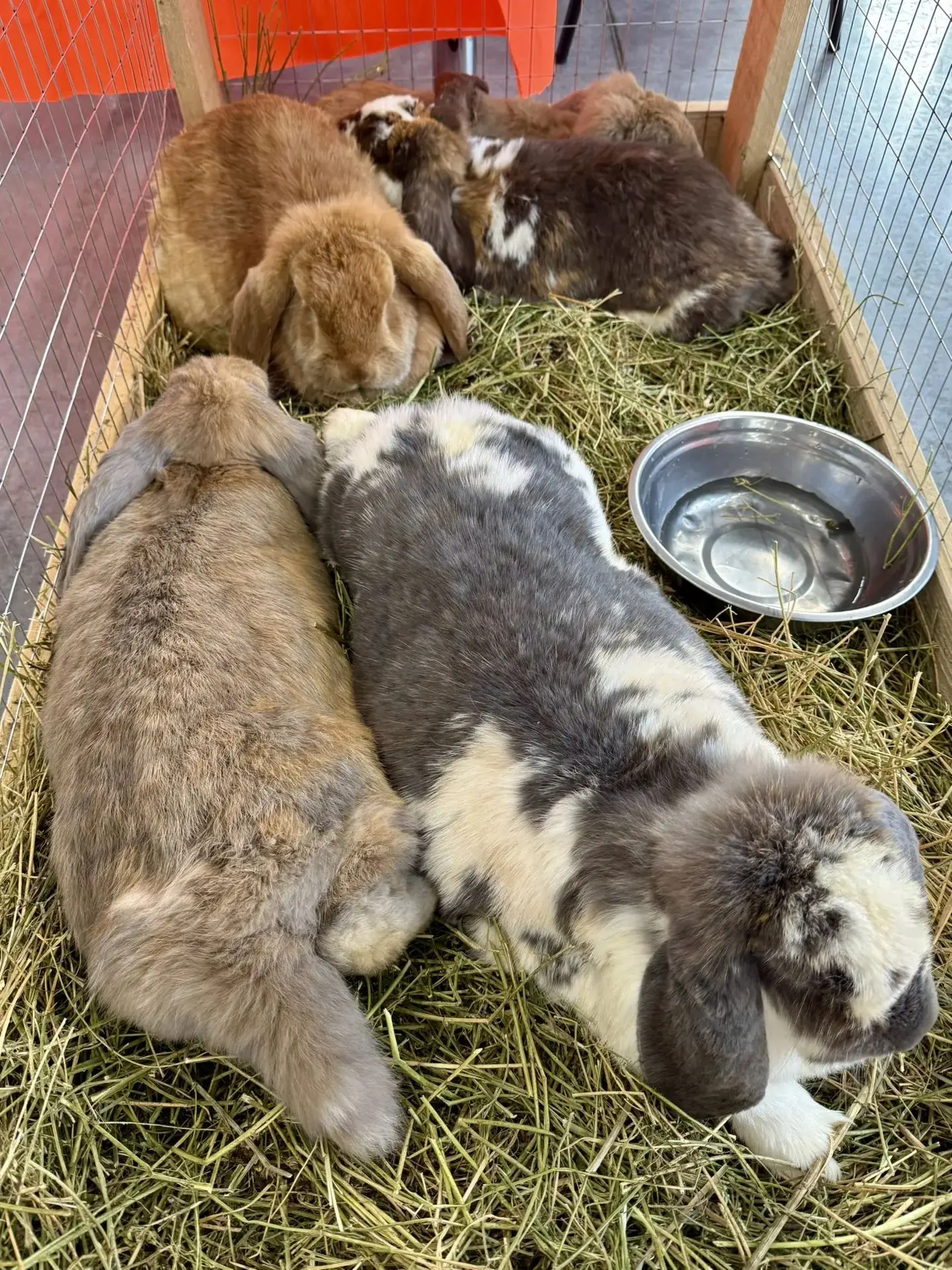 🐾 Друзья, делимся с Вами яркими моментами с выставки в Казани!