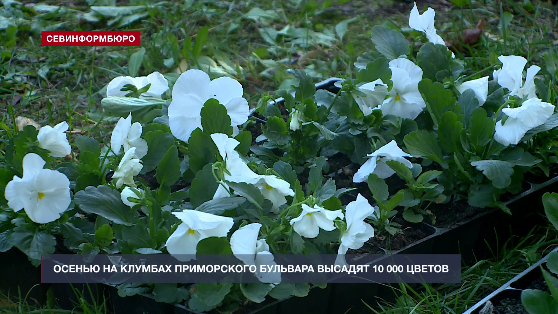 🌸 Осенью на клумбах Приморского бульвара высадят 10 000 цветов
